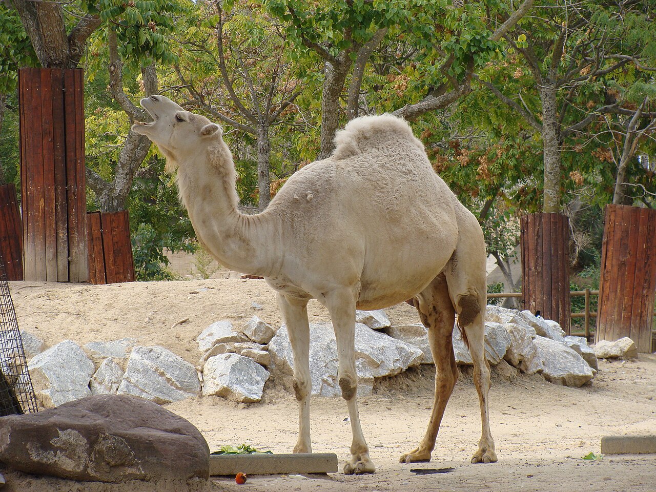 Do Camels Eat Meat?