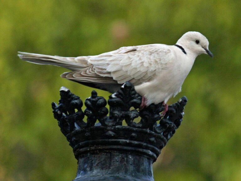 What Do Doves Eat? Seeds, Crop Milk, and Feeders