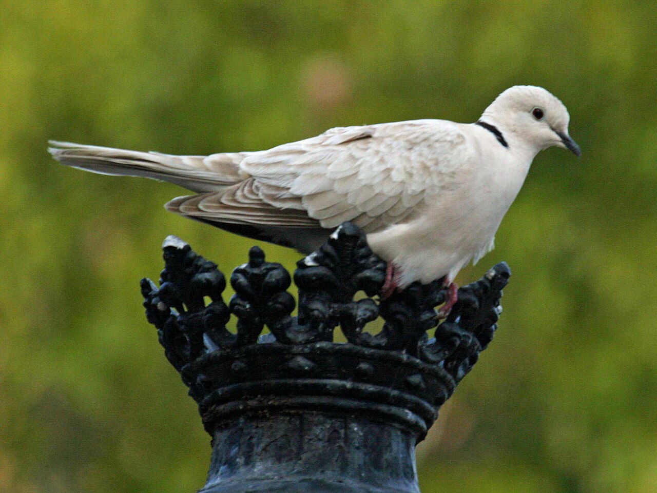 What Do Doves Eat? Seeds, Crop Milk, and Feeders