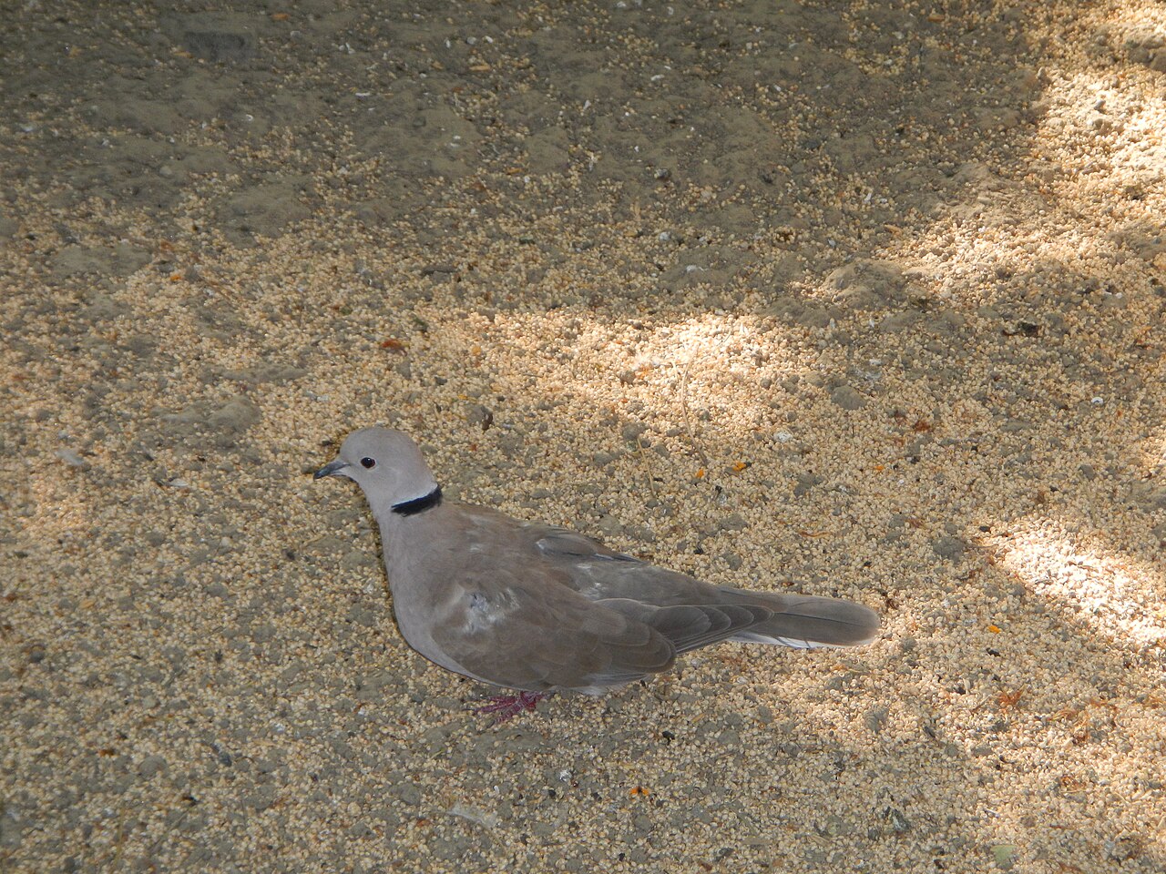 What Should You Feed Doves at a Feeder?