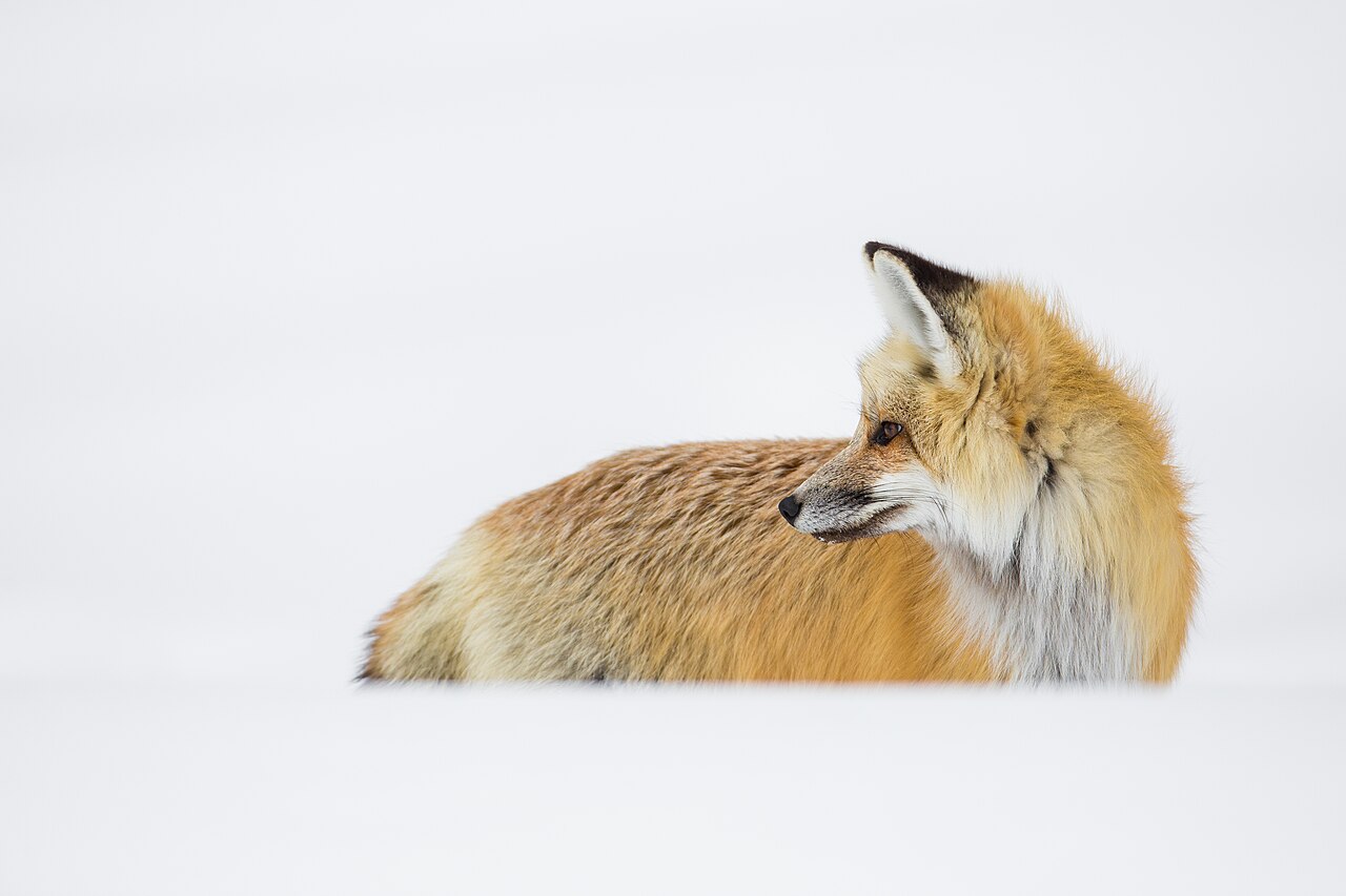 What Do Foxes Eat? Diet, Pet Risk, and Yard Attraction