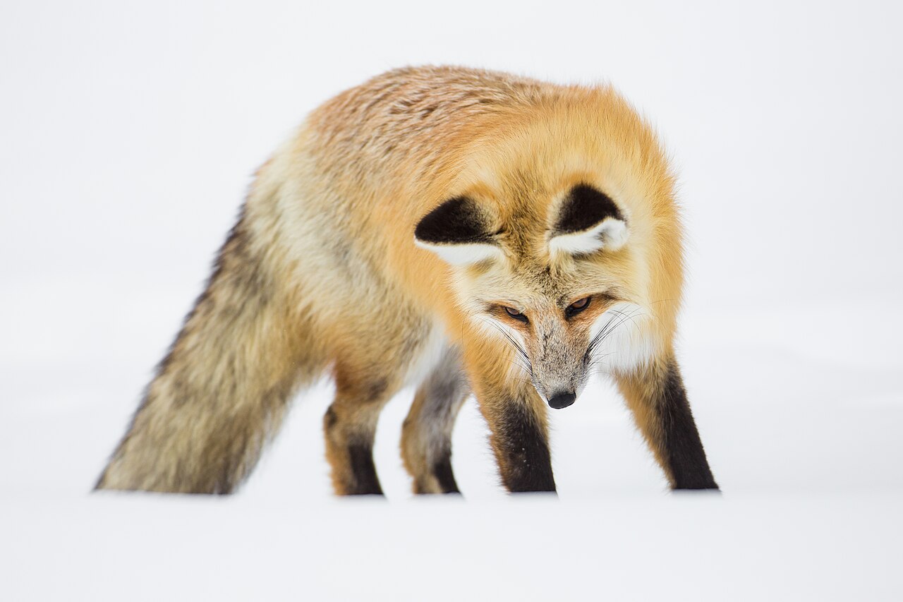 What Food Do Foxes Like Most?