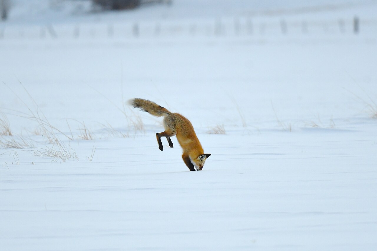 Will a Fox Hurt a Dog or Cat?