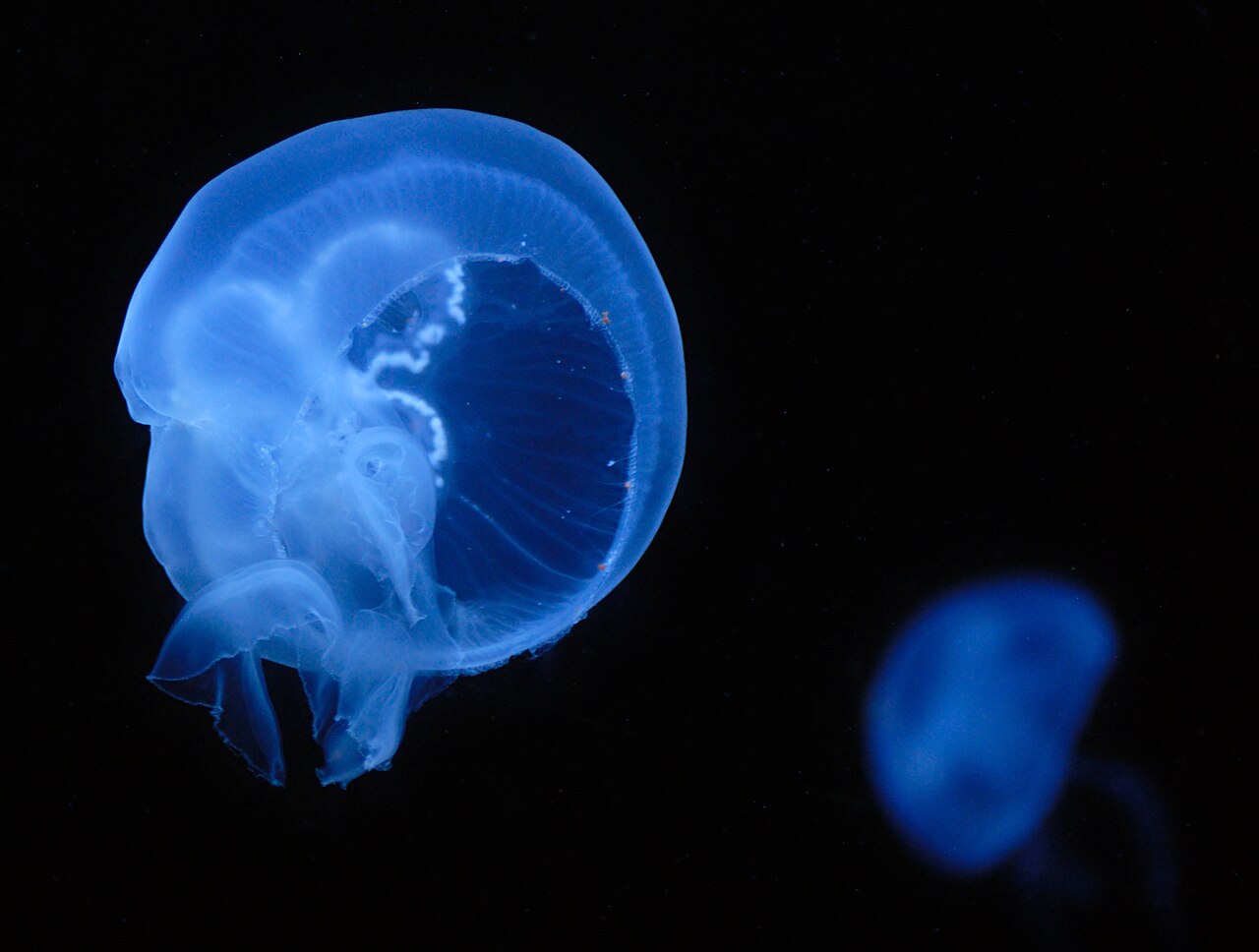 What Do Jellyfish Eat? Diet, Stinging Cells, and Digestion