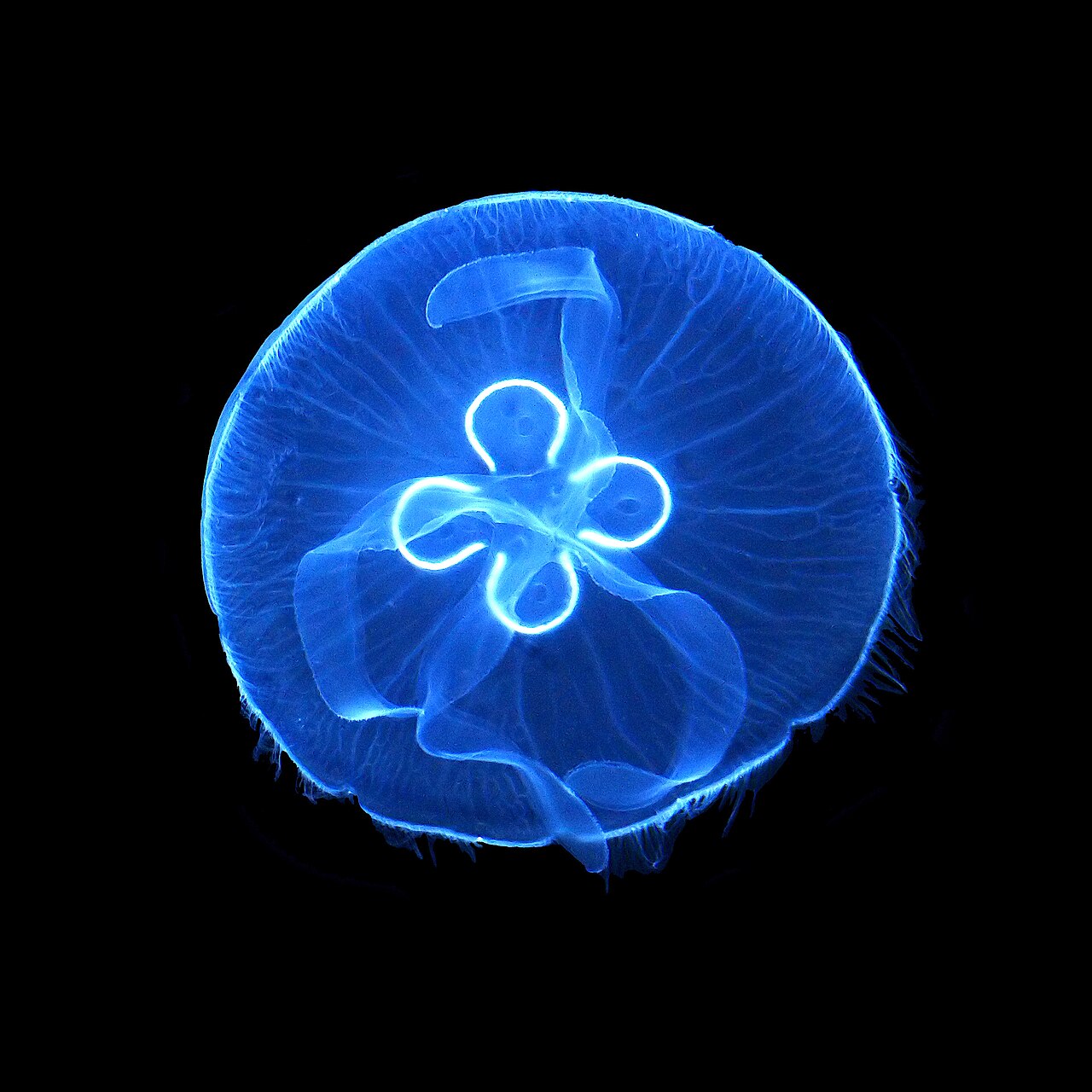 Do Jellyfish Have a Mouth?