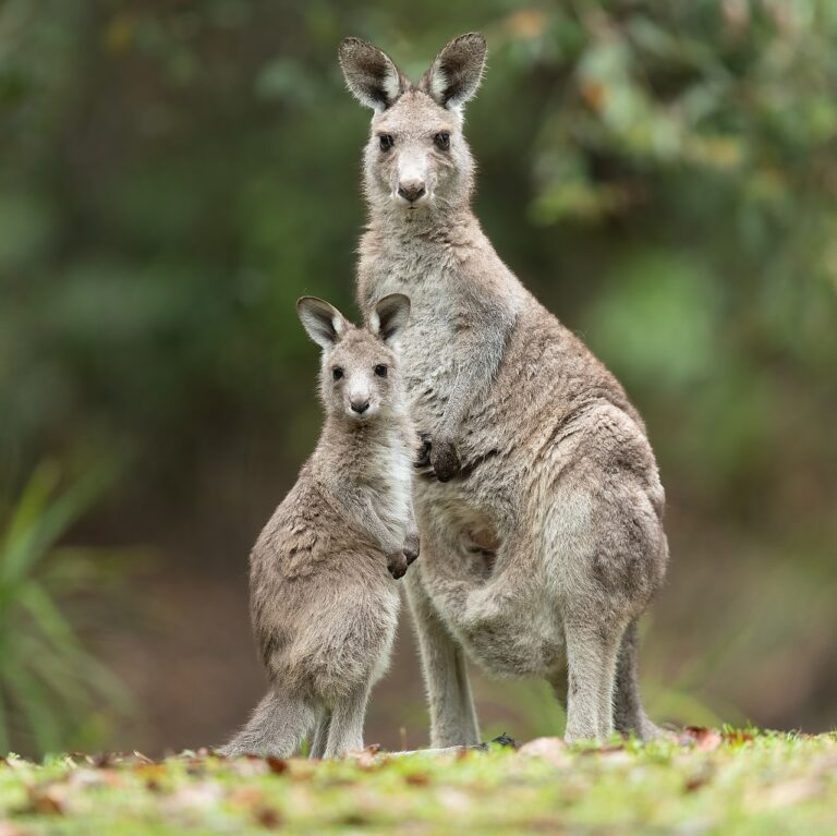 What Do Kangaroos Eat? Diet, Digestion, and Water Needs