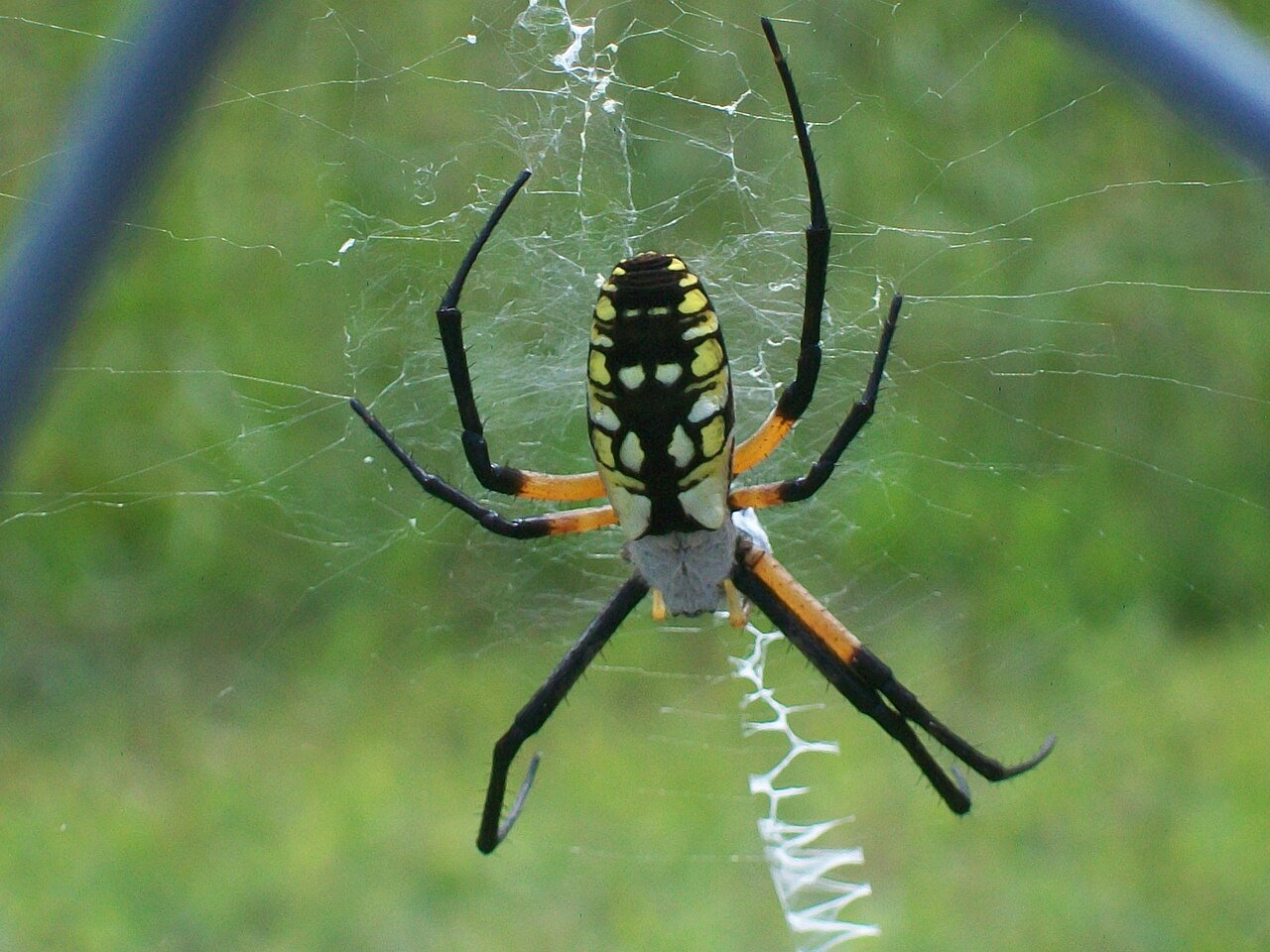 What Do Spiders Eat? Diet, Hunting, and Why It Matters