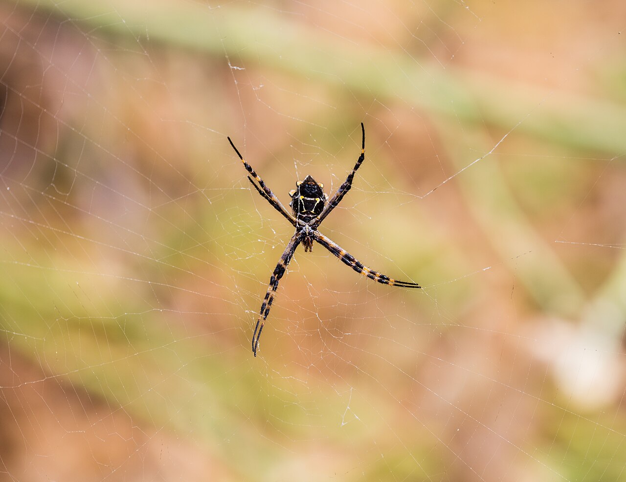 What Do Most House Spiders Eat?