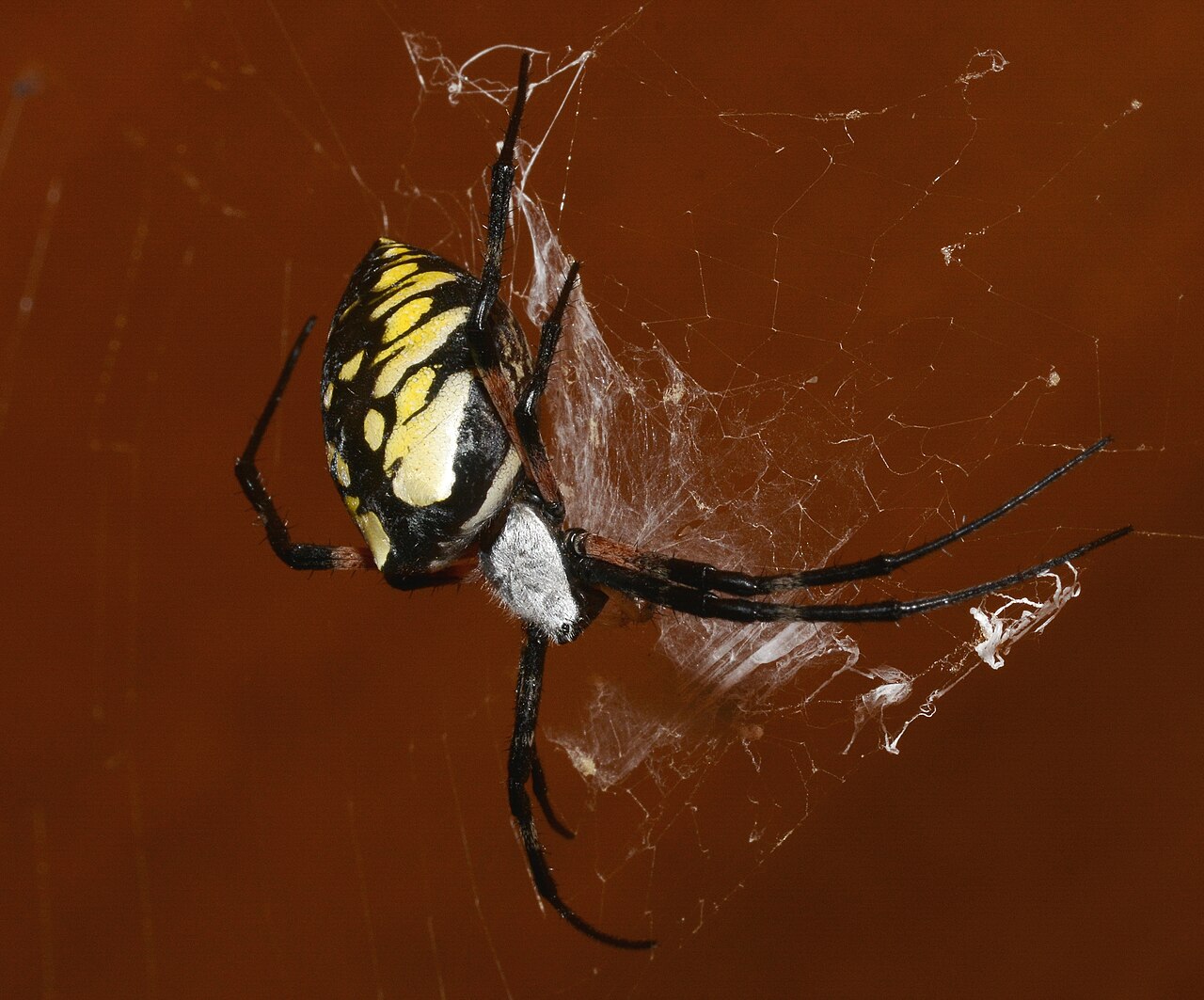 What Is a Spider's Favorite Food?