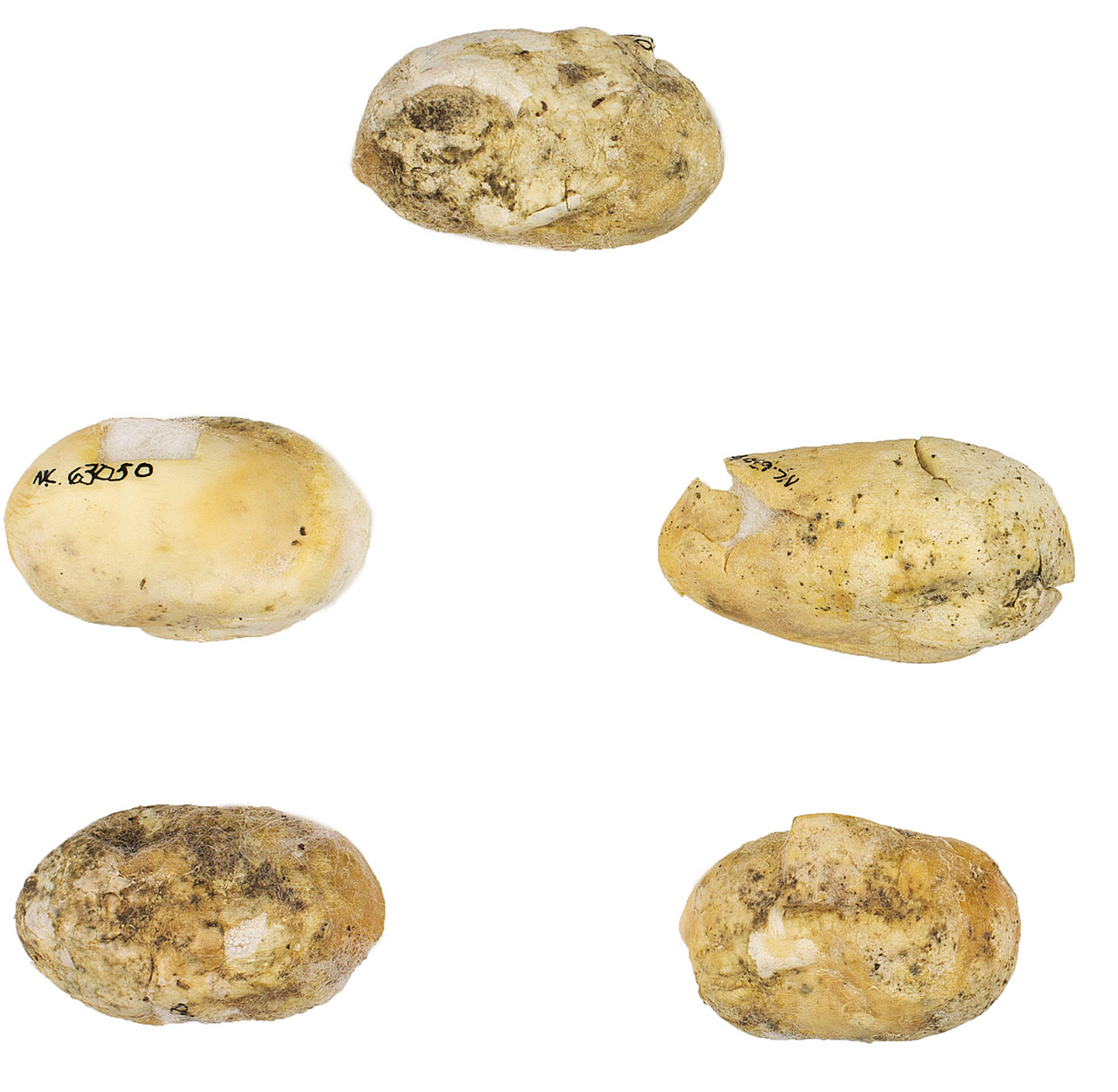 What Eats Baby Snakes and Snake Eggs