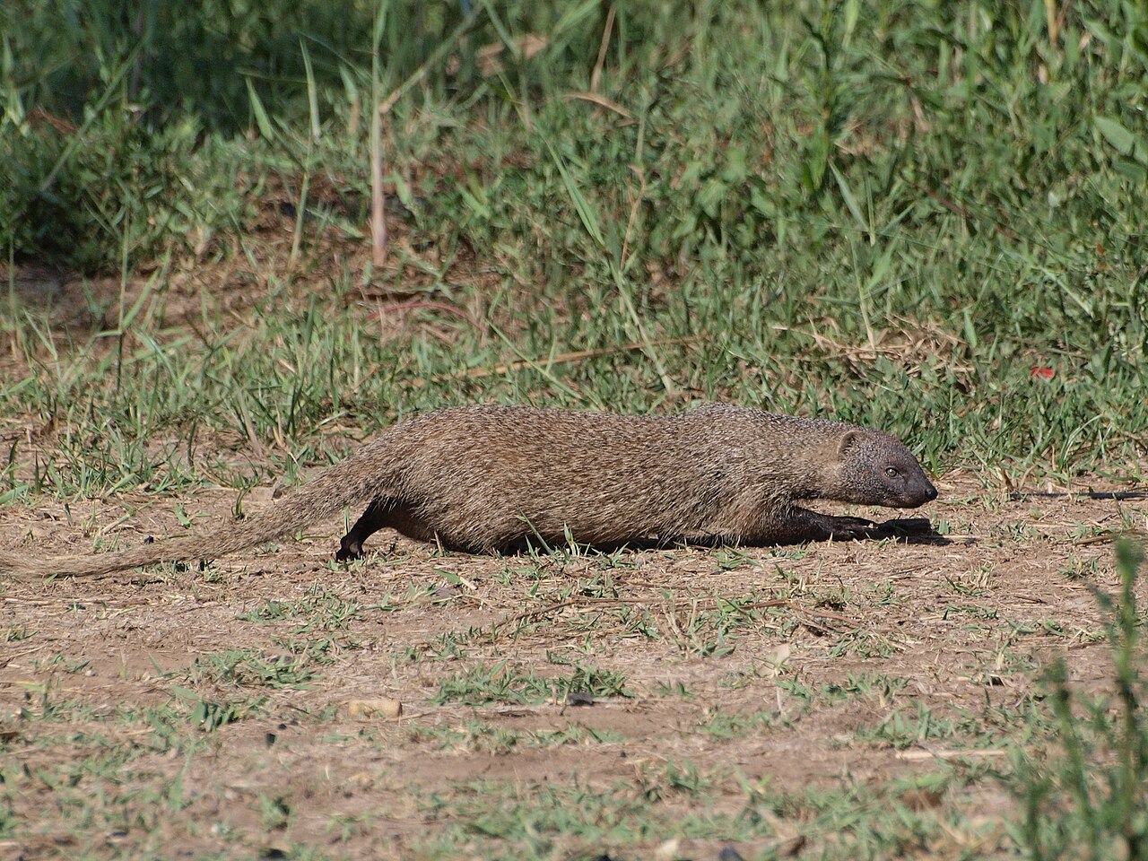 Mammals That Hunt Snakes