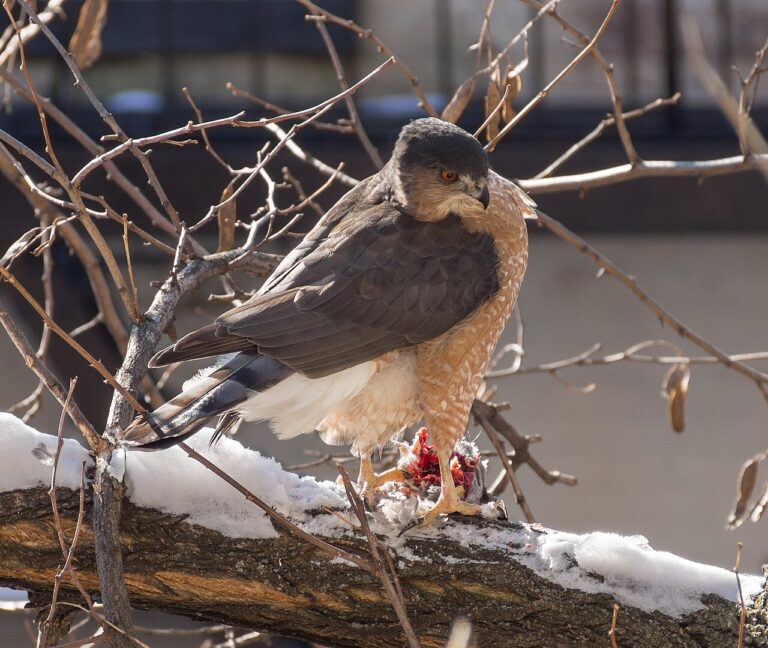 What Eats What: The Backyard Food Chain Explained