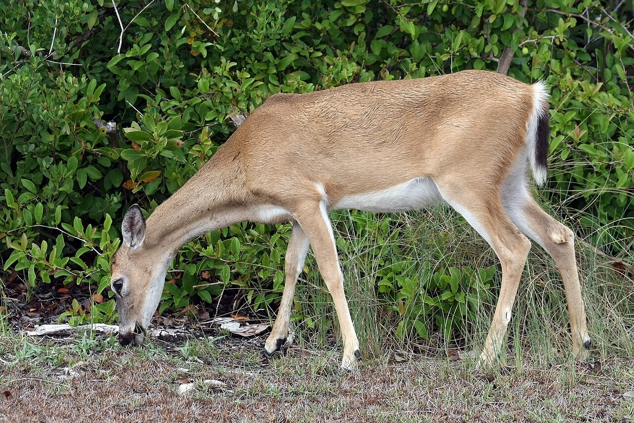 What Is a Female Deer Called? Doe, Hind, and Cow