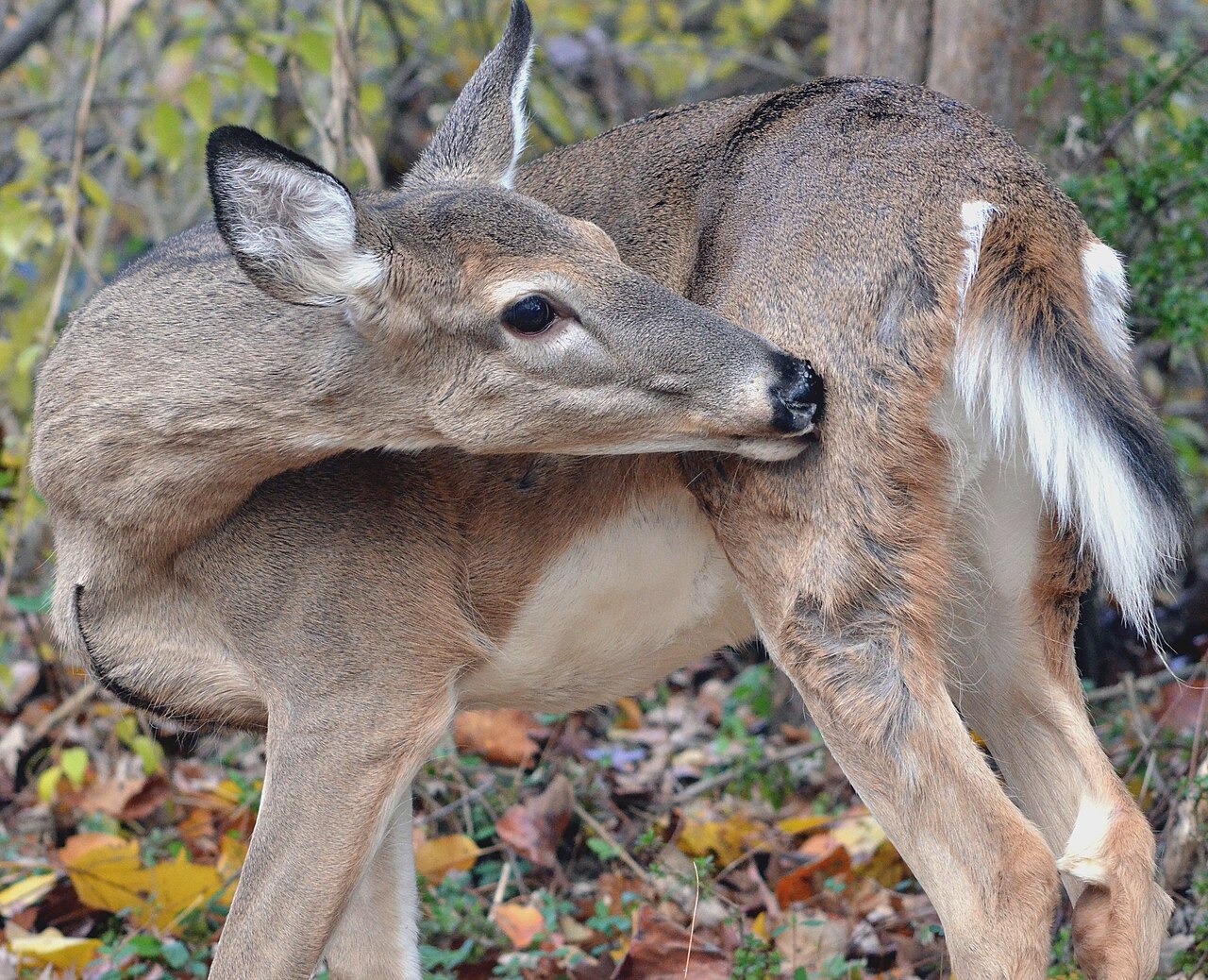 Is a Female Deer Called a Hind?