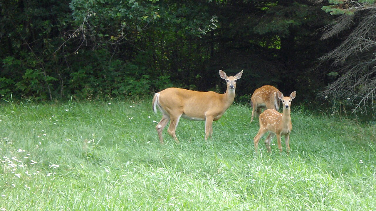 What Is a Mother Deer Called?