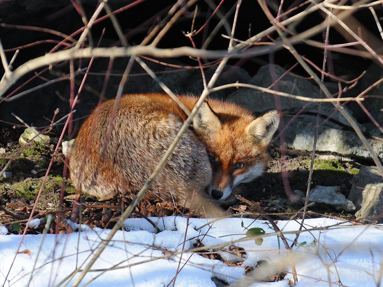 What Is a Female Fox Called? Vixen and Other Fox Terms