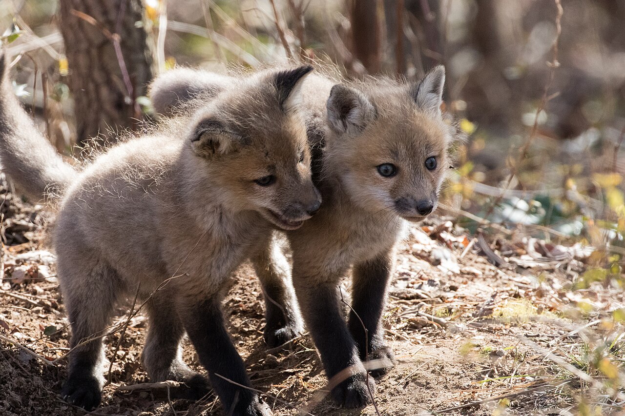 What Is a Male Fox Called?