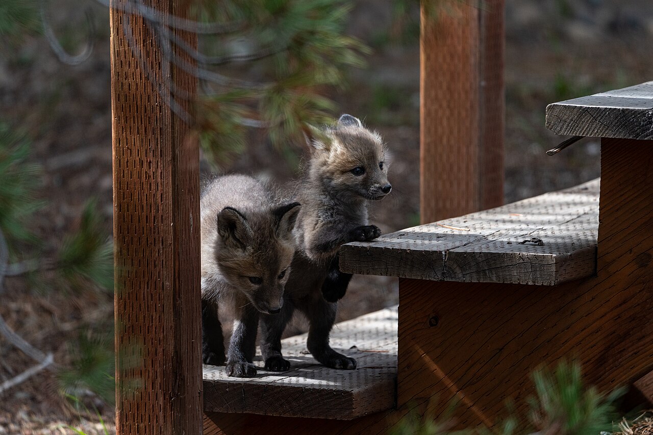 How Do You Tell a Vixen From a Dog Fox?