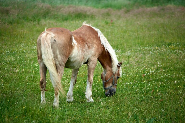 What Is a Female Horse Called? Mare, Filly, and Broodmare