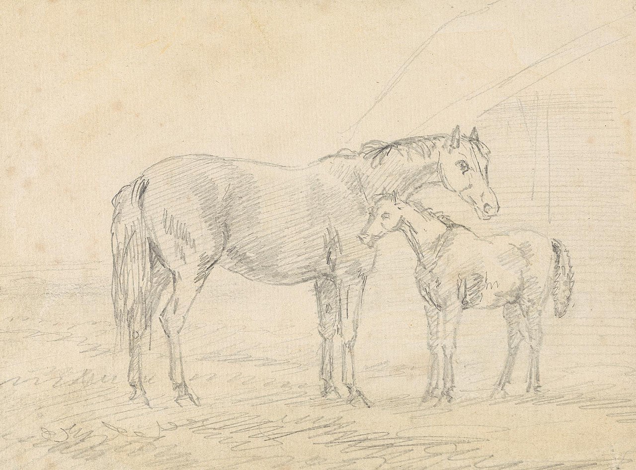 What Is a Male Horse Called?
