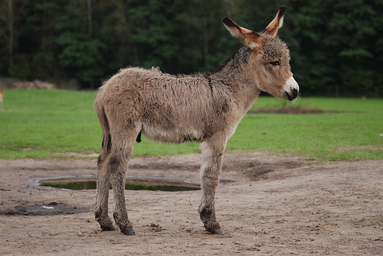 What Is a Baby Horse Called?