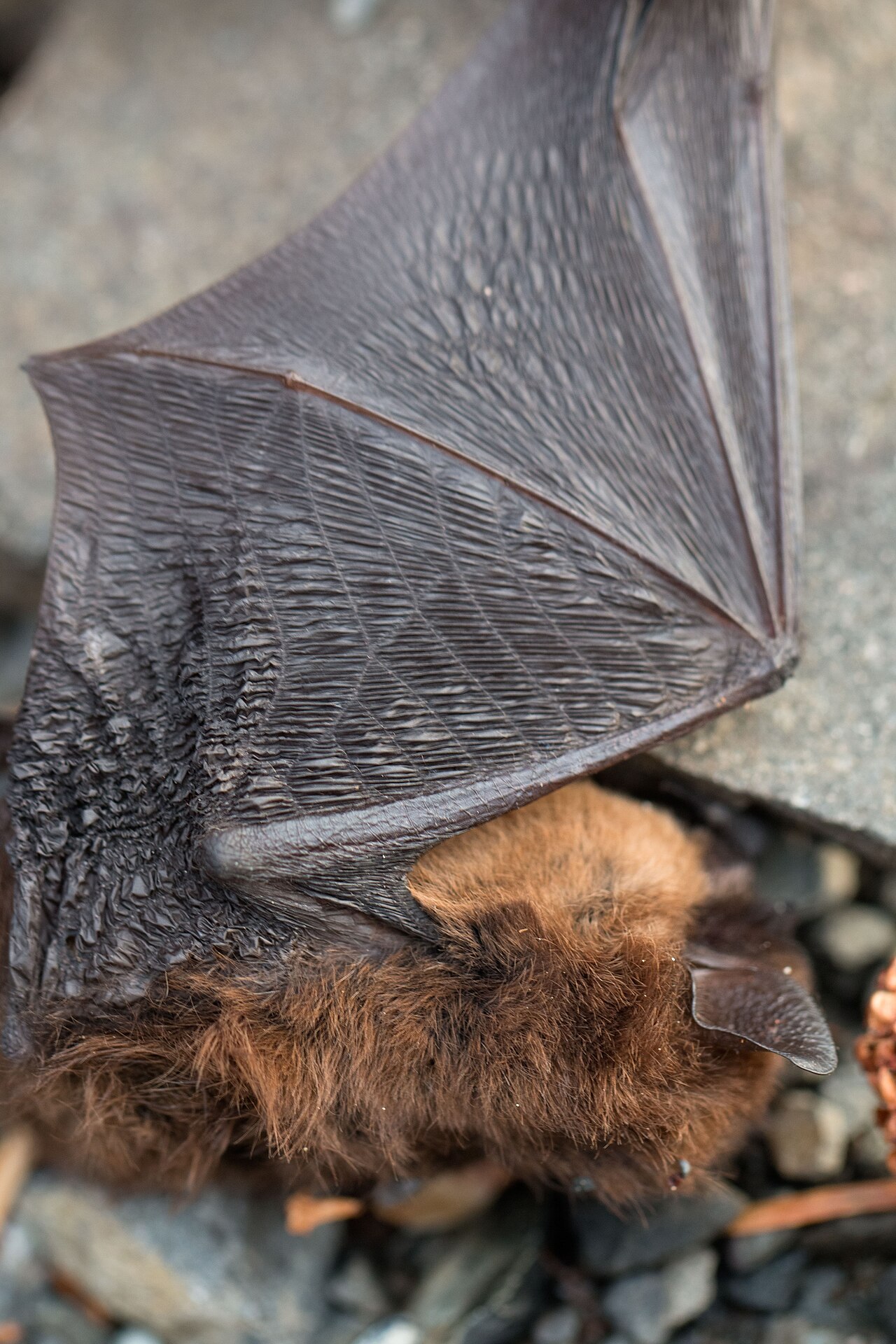What Is a Group of Bats Called? Colony and Cauldron