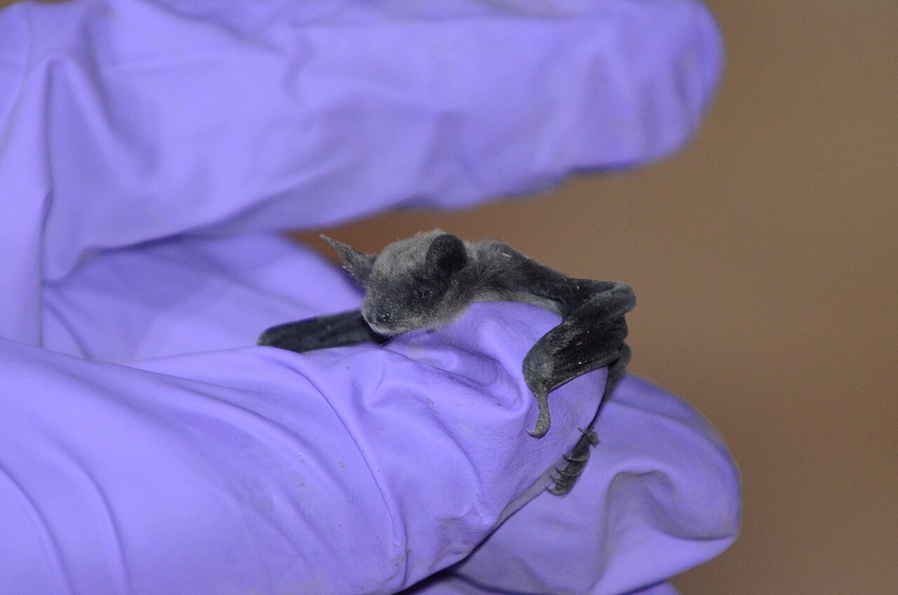 What Is a Bat Colony?
