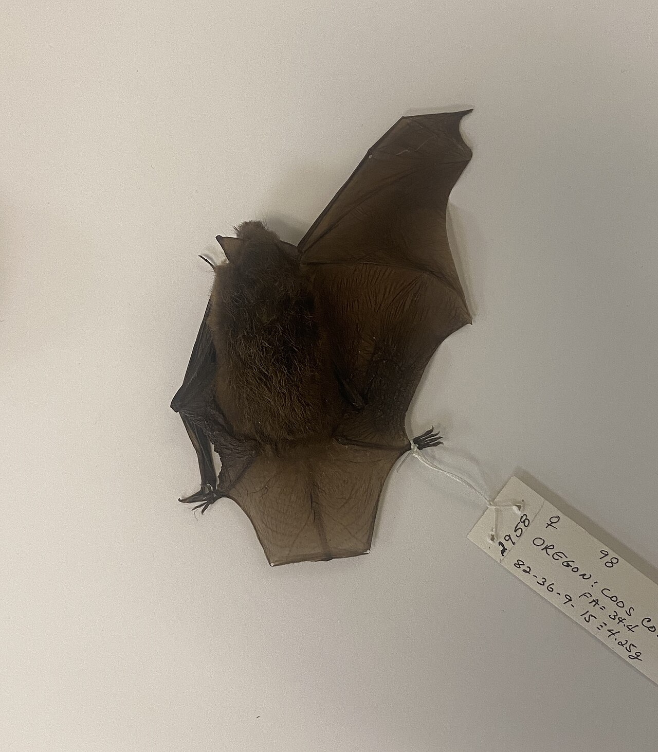 How Large Do Bat Colonies Get?