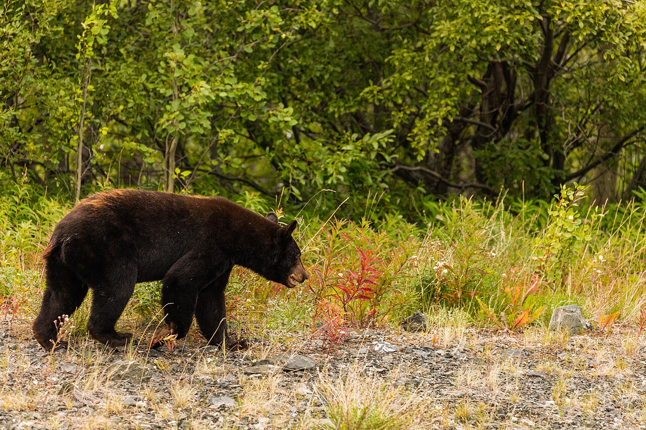 What Is a Sleuth of Bears?
