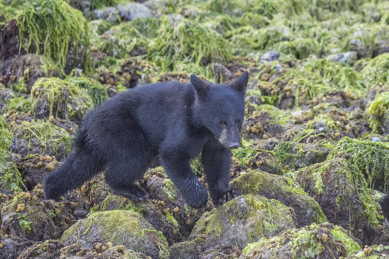 Do Bears Live in Groups?
