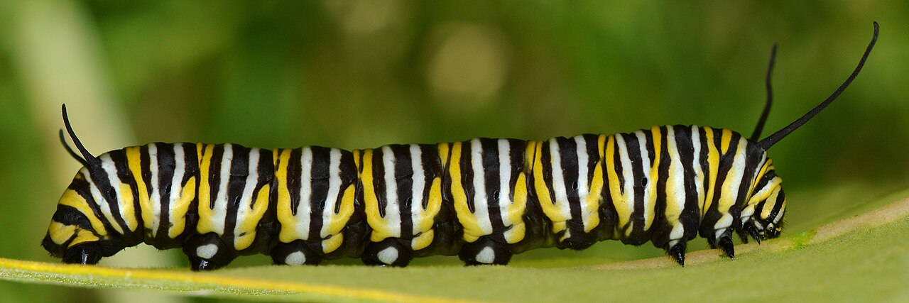 What Is a Group of Caterpillars Called?