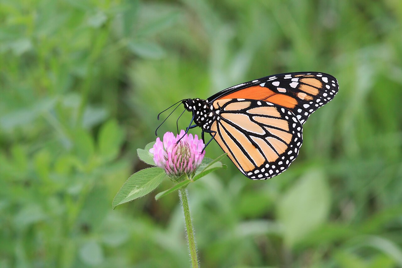 How Do Butterfly Aggregations Compare With Moths?