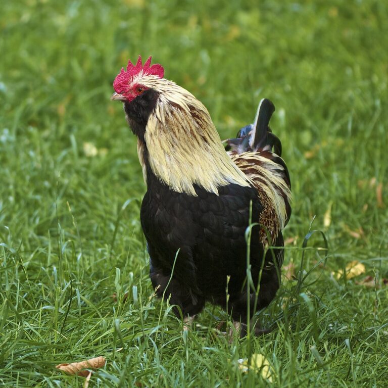 What Is a Group of Chickens Called? Flock, Brood, and Clutch