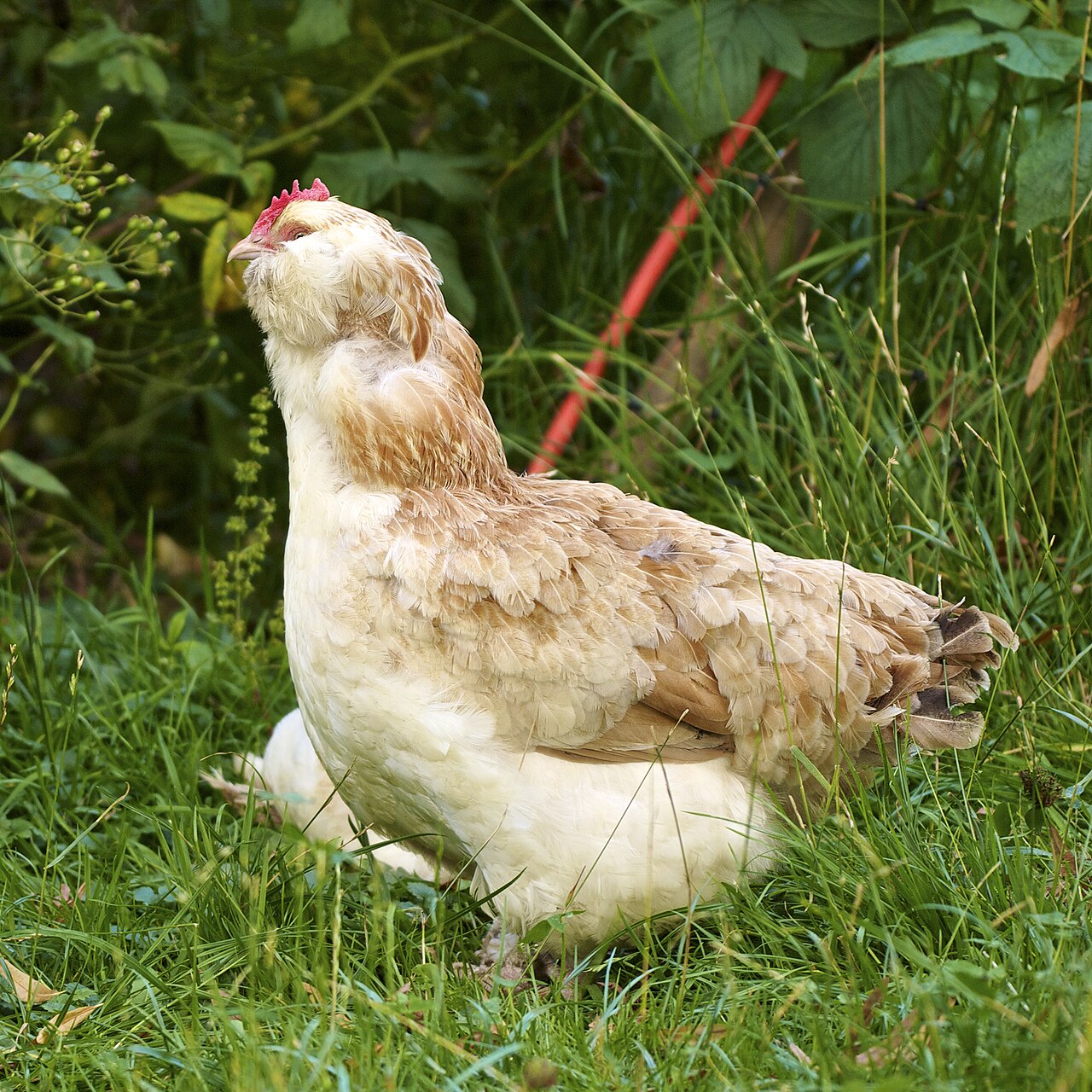 What Is a Brood of Chickens?