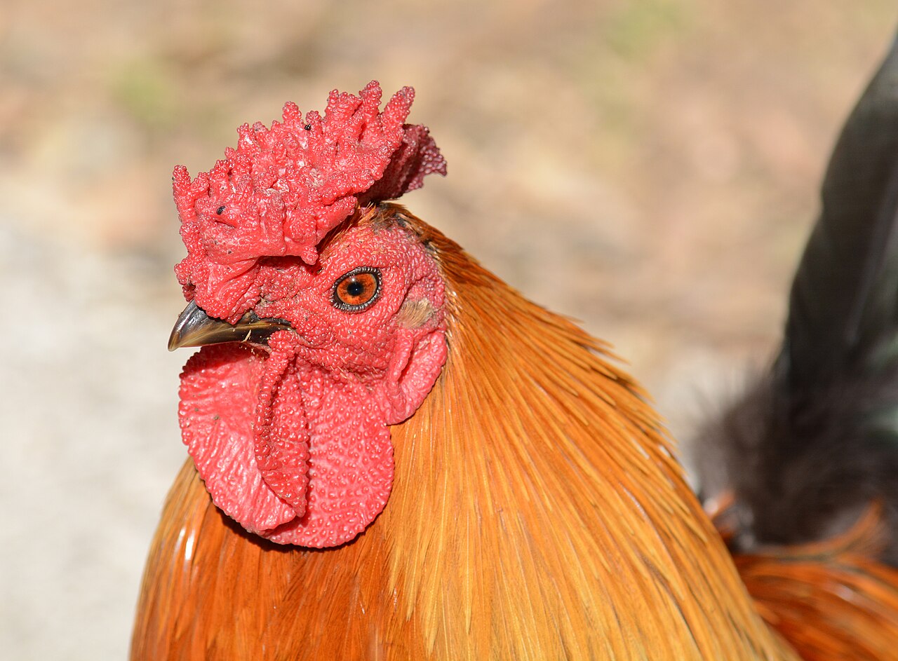 What Is a Group of Baby Chickens Called?
