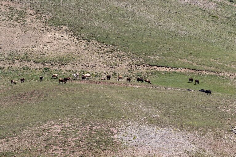 What Is a Group of Cows Called? Herd, Drove, and Fold