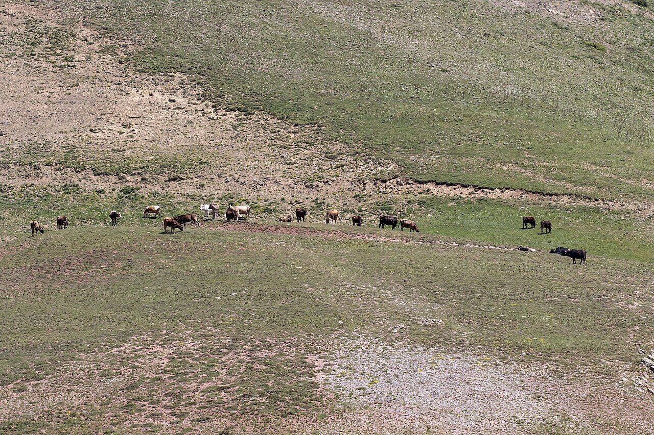 What Is a Group of Cows Called? Herd, Drove, and Fold