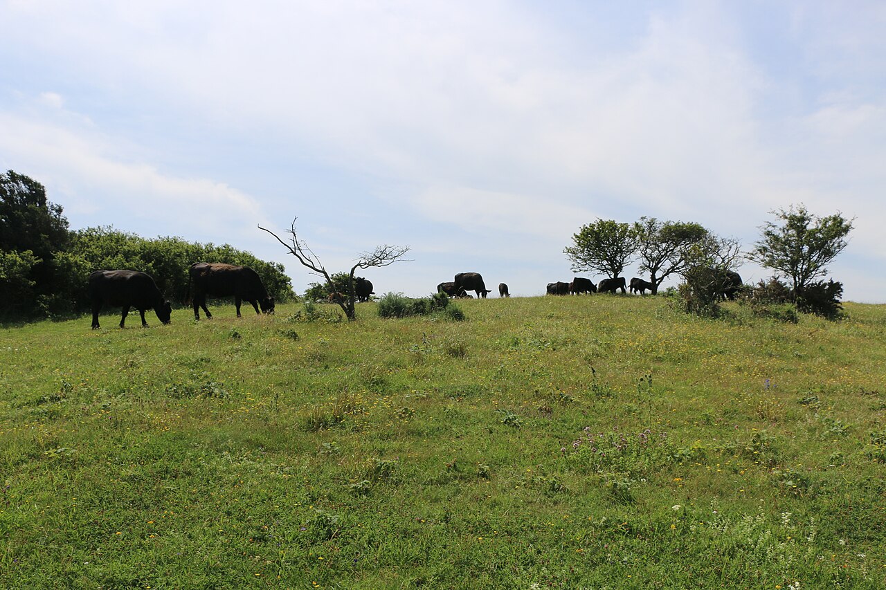 Is a Group of Cows Called Cattle?