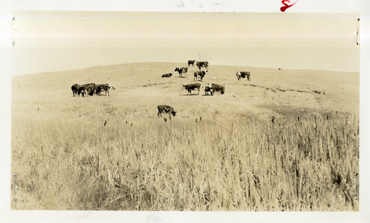 What Is a Drove or a Fold of Cattle?