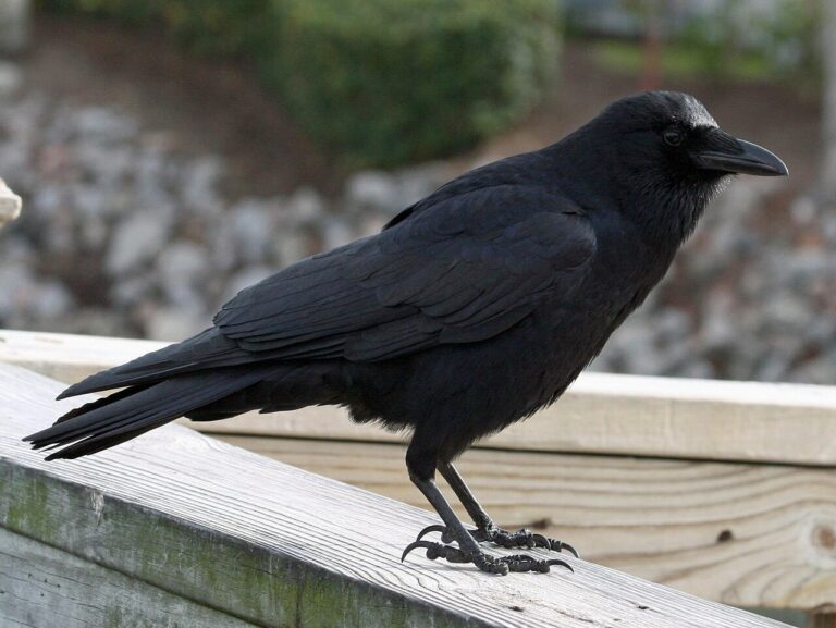What Is a Group of Crows Called? Murder, Flock, and More