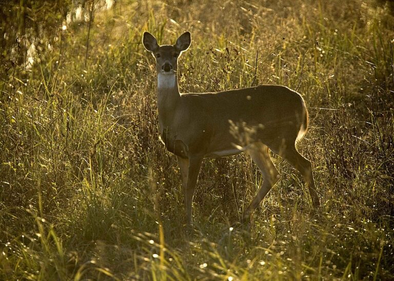 What Is a Group of Deer Called? Herd, Bevy, and Rangale