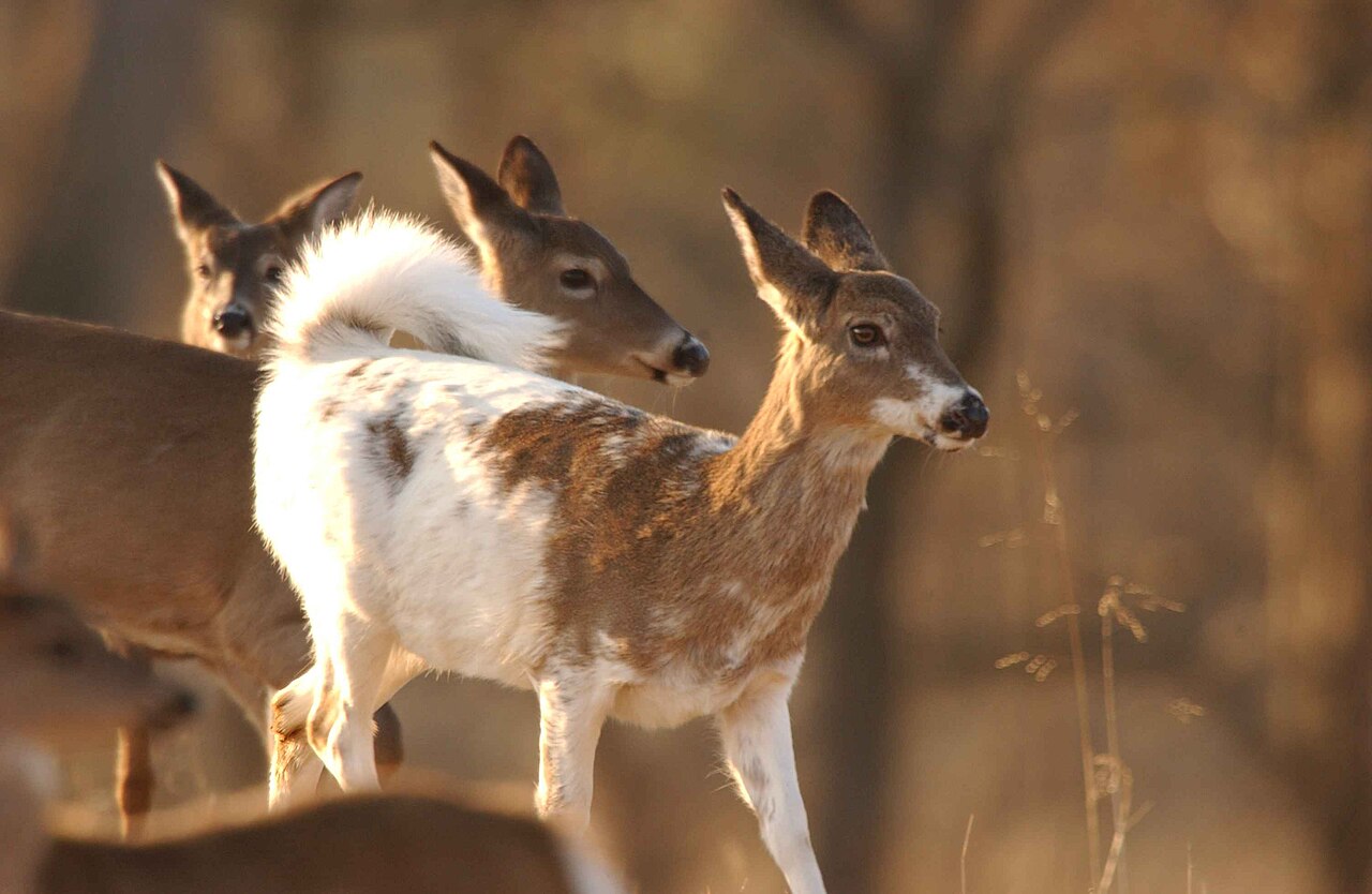 What Is a Bevy of Deer?