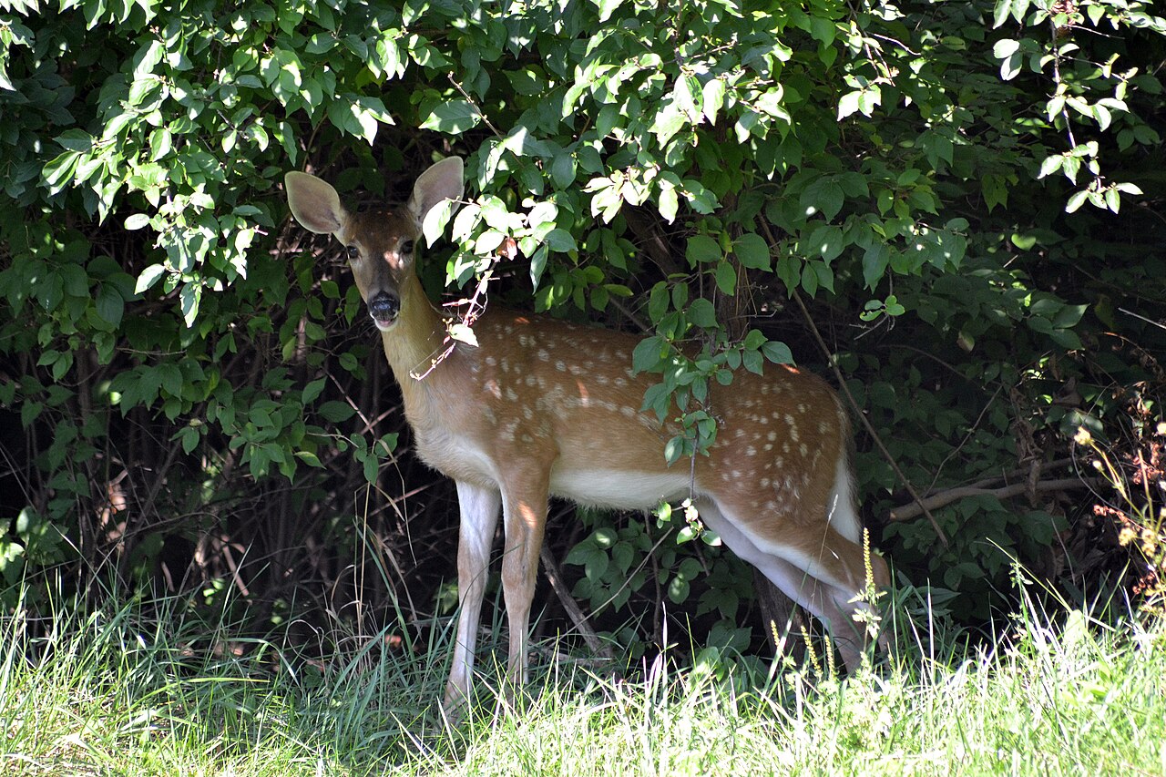 Is It Deer or Deers? The Plural Explained