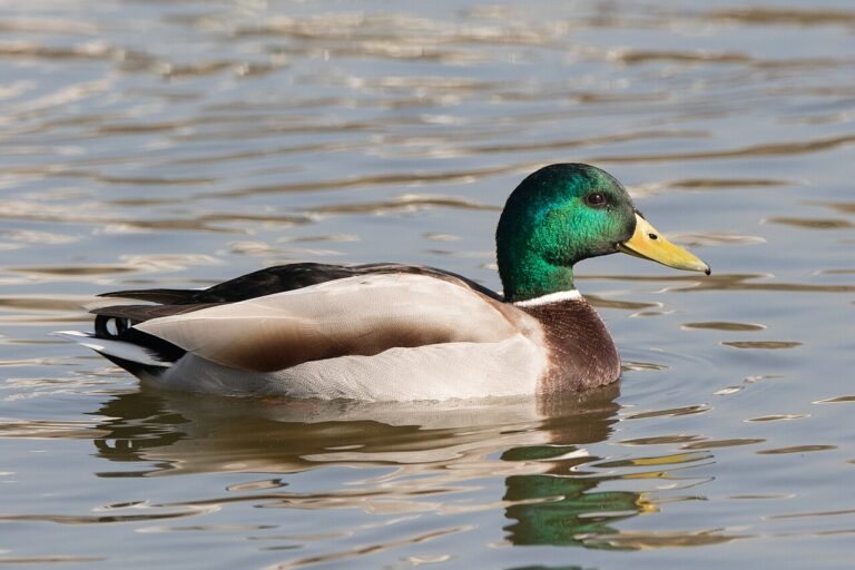 What Is a Group of Ducks Called? Raft, Paddling, and Flock