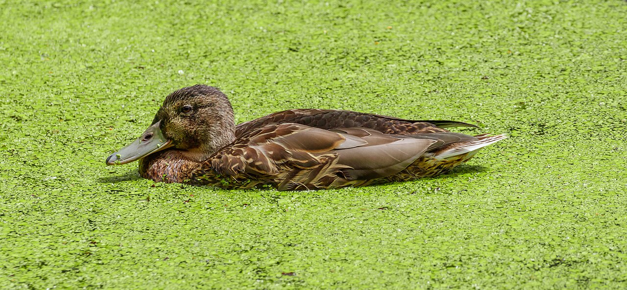 What Is a Raft of Ducks?