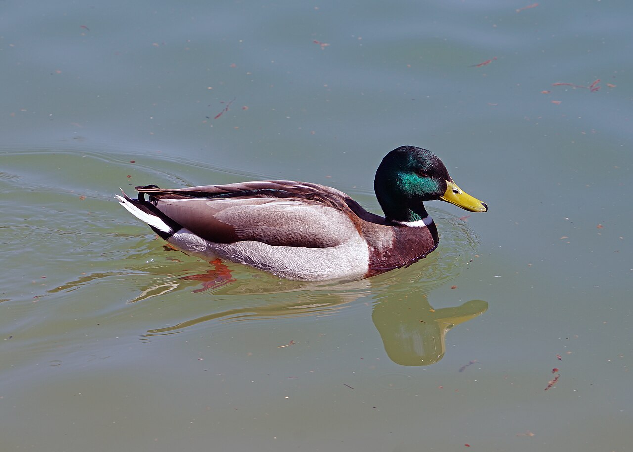 What Is a Paddling of Ducks?