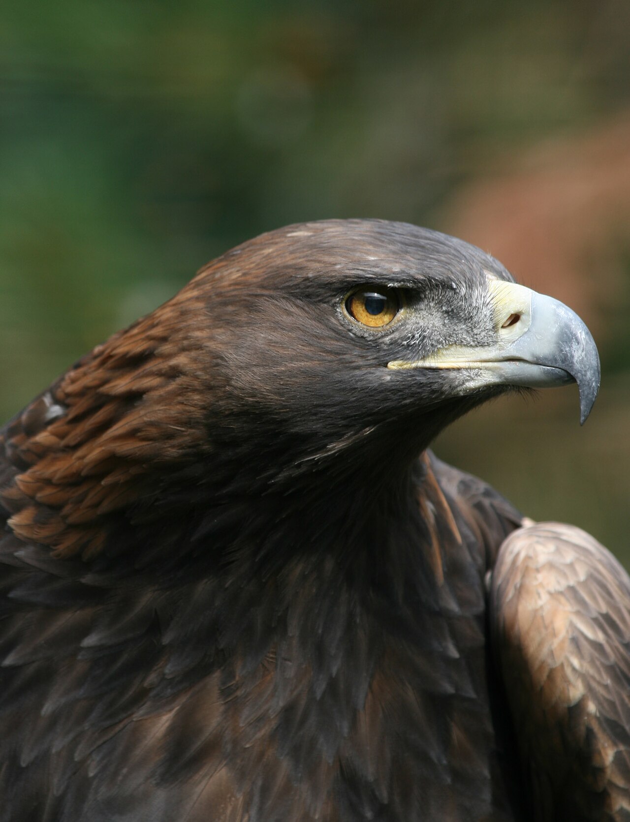 What Is an Aerie of Eagles?