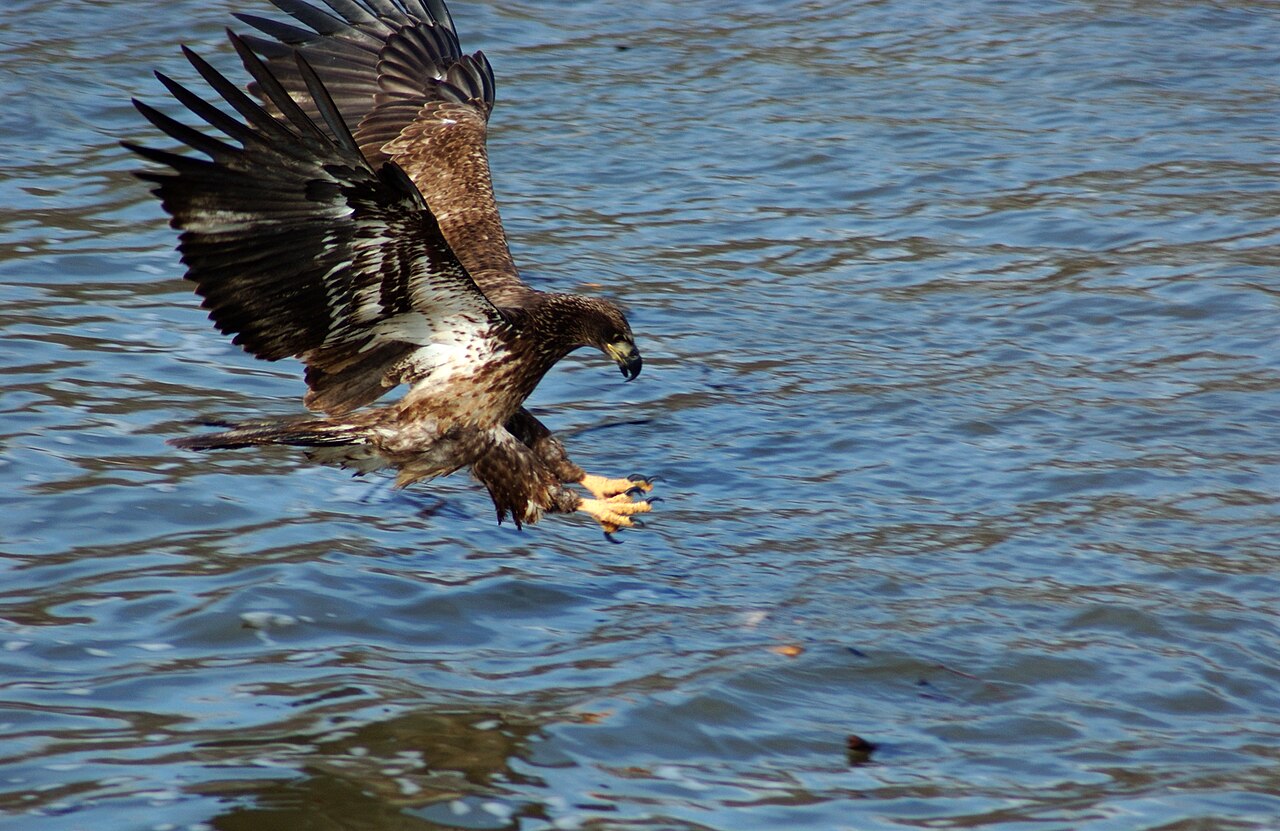 What Is a Group of Baby Eagles Called?