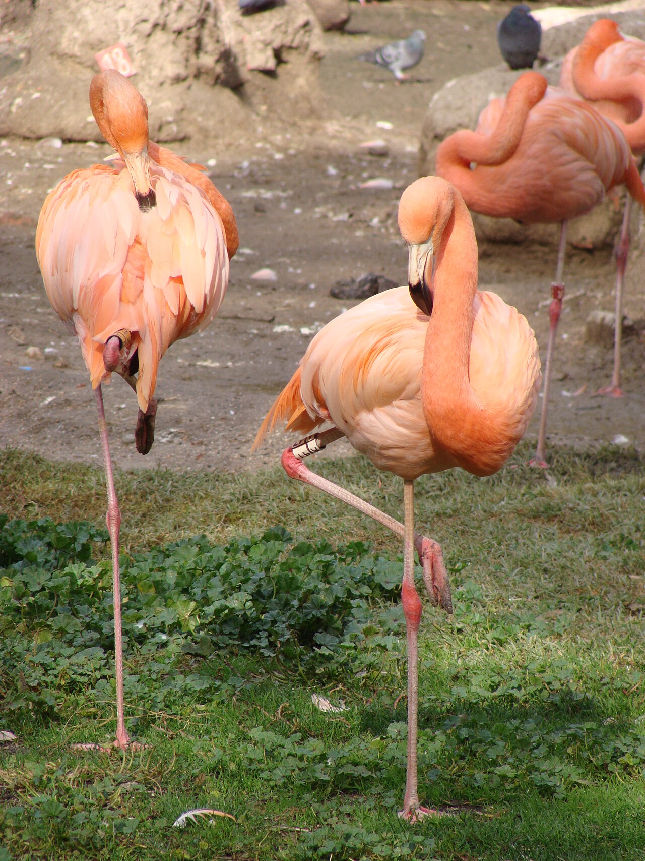 What Is a Group of Flamingos Called? Flamboyance and More