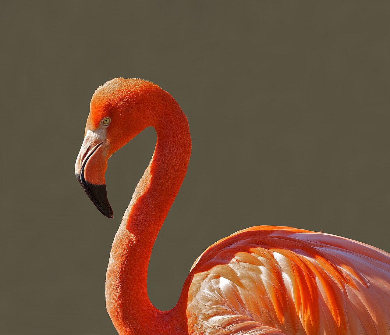 Is a Group of Flamingos Called a Stand or a Pat?